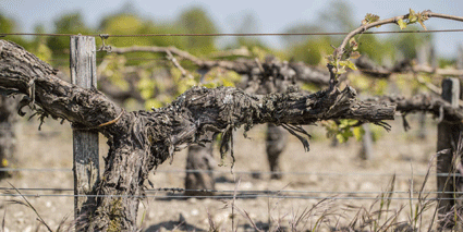 Chateau Pontet Canet Weinberg Rebe